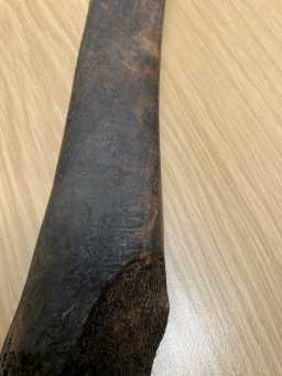 Image of Cattle Tibia showing cut marks from a different angle 24/7/23